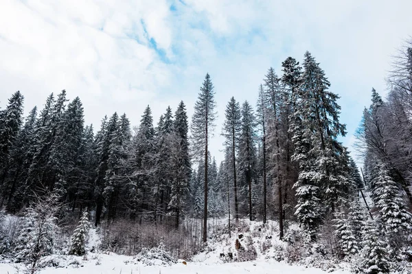 scenic view of pine forest with tall trees covered with snow
