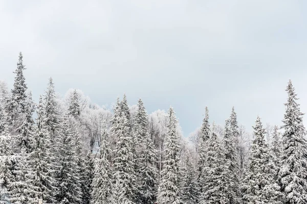 scenic view of snowy pine trees and white cloudy sky