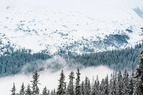 scenic view of snowy mountains with pine trees and white fluffy clouds