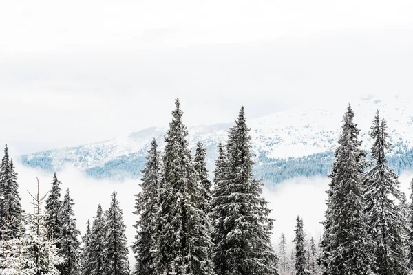 Vista Panoramica Sulle Montagne Innevate Con Pini Nuvole Bianche Morbide — Foto Stock