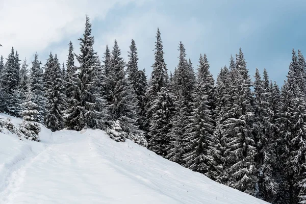 Panoramisch Uitzicht Besneeuwde Berg Met Pijnbomen — Stockfoto