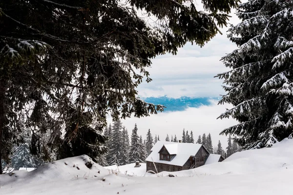 scenic view of pine trees covered with snow near mountain wooden house
