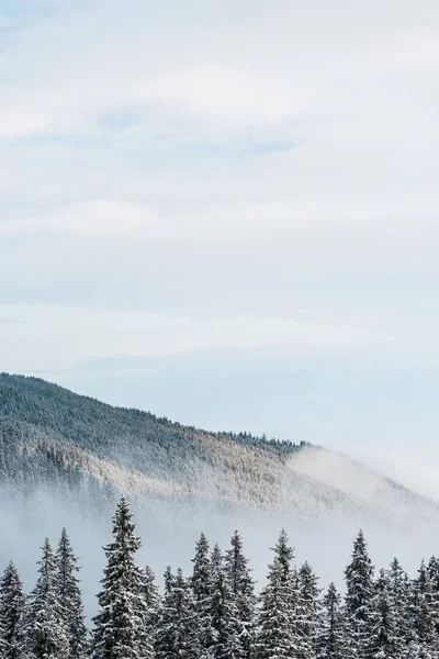 Scenic View Snowy Mountain Pine Trees White Fluffy Clouds — Stock Photo, Image