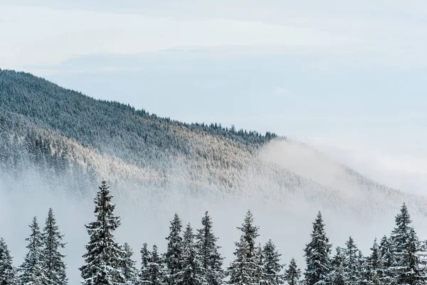 scenic view of snowy mountain with pine trees and white fluffy clouds