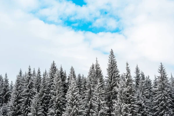 Scenic View Pine Trees Covered Snow White Fluffy Clouds — Stock Photo, Image