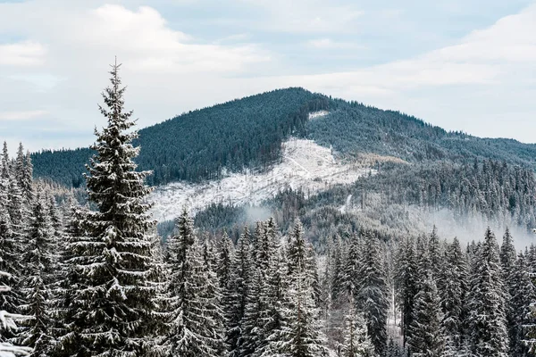 Scenic View Snowy Mountains Pine Trees White Fluffy Clouds — Stock Photo, Image