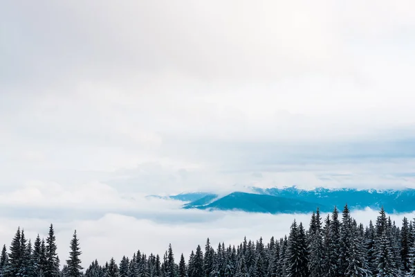 Malowniczy Widok Zaśnieżone Góry Sosnami Białymi Puszystymi Chmurami — Zdjęcie stockowe
