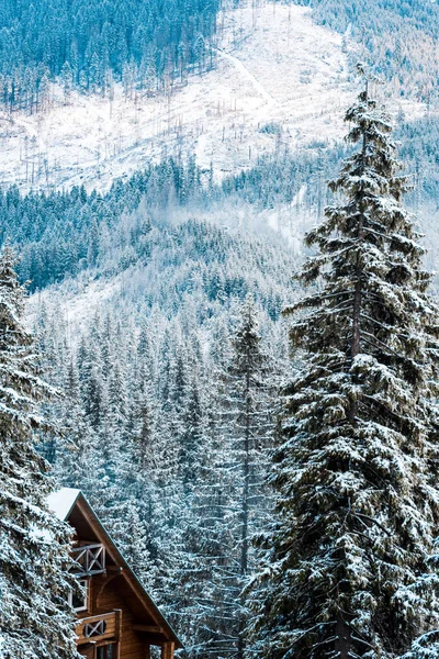 Houten Huis Buurt Van Pijnbomen Winter Besneeuwde Bergen — Stockfoto