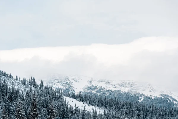 scenic view of snowy mountains with pine trees and white fluffy clouds
