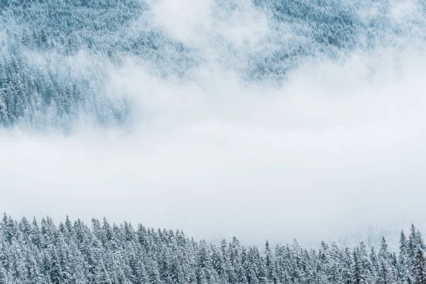 scenic view of snowy pine trees and white fluffy clouds in mountains