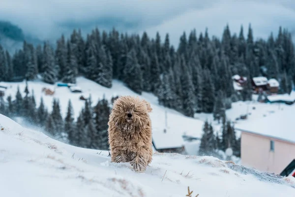 Cute Fluffy Dog Snowy Mountains Pine Trees — Stock Photo, Image