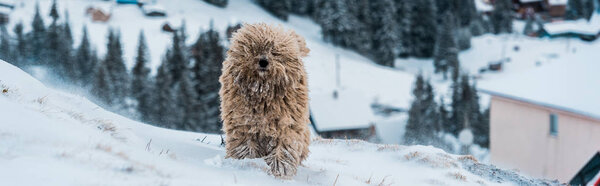 cute fluffy dog in snowy mountains with pine trees, panoramic shot
