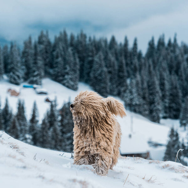 cute fluffy dog in snowy mountains with pine trees