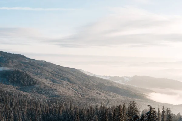 scenic view of snowy mountains with pine trees in white fluffy clouds and sunlight