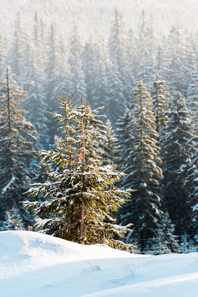 scenic view of pine trees covered with snow in sunshine