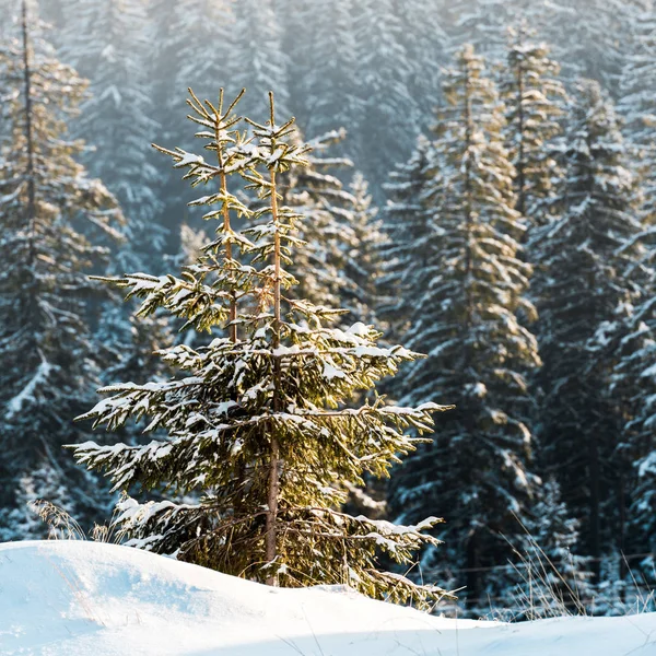 Scenic View Pine Trees Covered Snow Sunshine — Stock Photo, Image