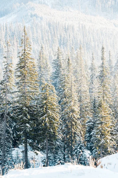 scenic view of pine trees covered with snow in sunshine