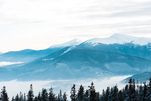 Vista Panorámica Montañas Nevadas Con Pinos Blancas Nubes Esponjosas —  Fotos de Stock