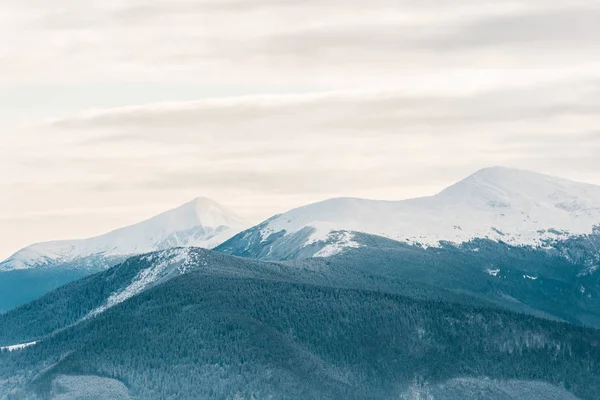 Scenic View Snowy Mountains Pine Trees White Fluffy Clouds — Stock Photo, Image