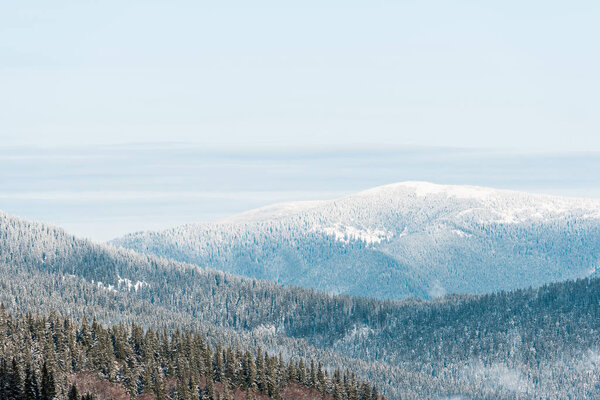scenic view of snowy mountains with pine trees in white fluffy clouds
