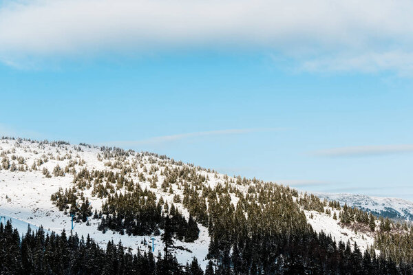 живописный вид на снежную гору с соснами на солнце
