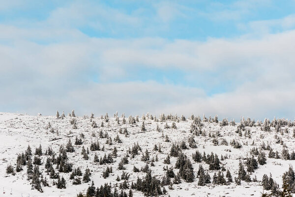 scenic view of snowy hill with pine trees with white fluffy clouds in blue sky