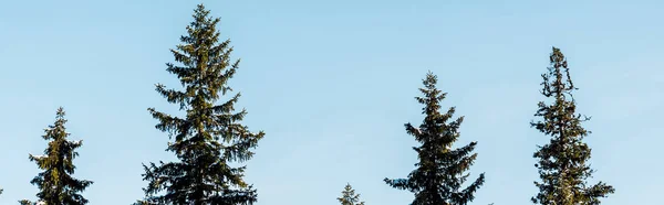 Vue Panoramique Pins Verts Couverts Neige Soleil Sur Fond Ciel — Photo