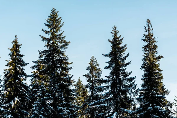 scenic view of green pine trees covered with snow in sunlight on blue sky background