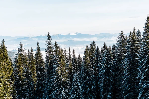 scenic view of snowy mountains with pine trees in white fluffy clouds