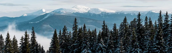 白色蓬松云雾中松树覆盖的雪山风景 全景拍摄 — 图库照片