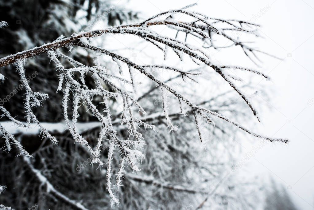 close up view of branches of tree covered with snow in winter