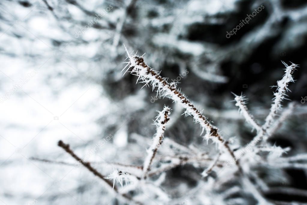 close up view of branches of tree covered with ice in winter