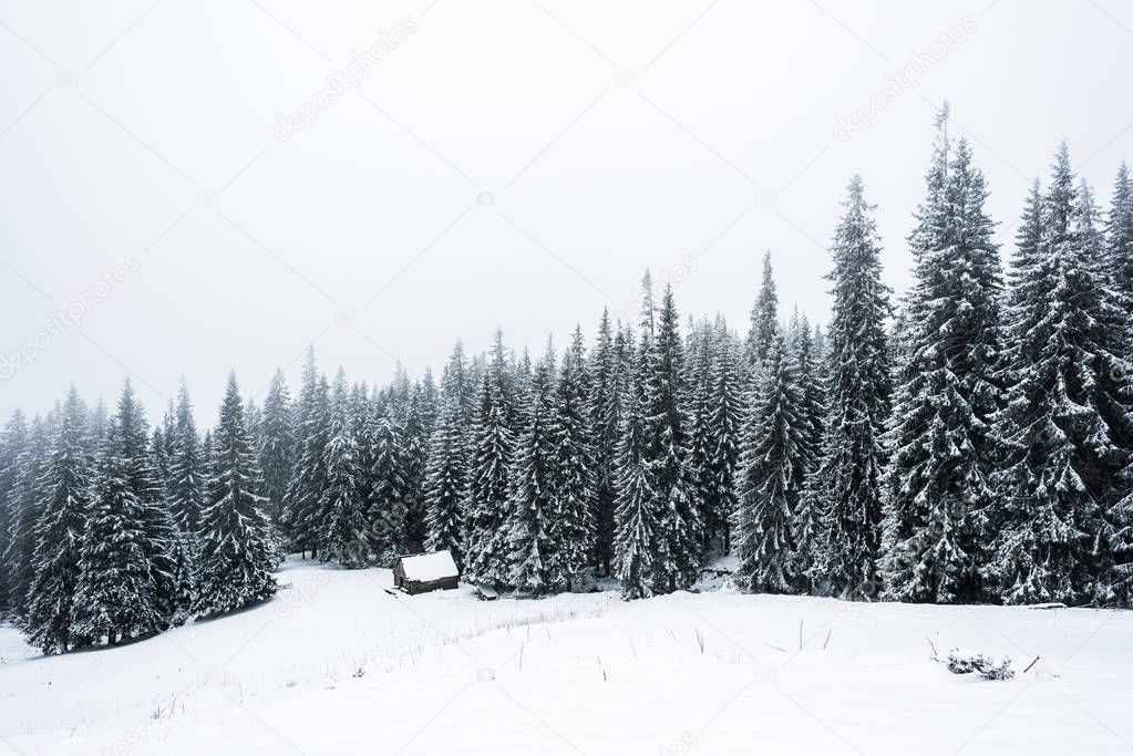 house near pine trees forest covered with snow on hill with white sky on background