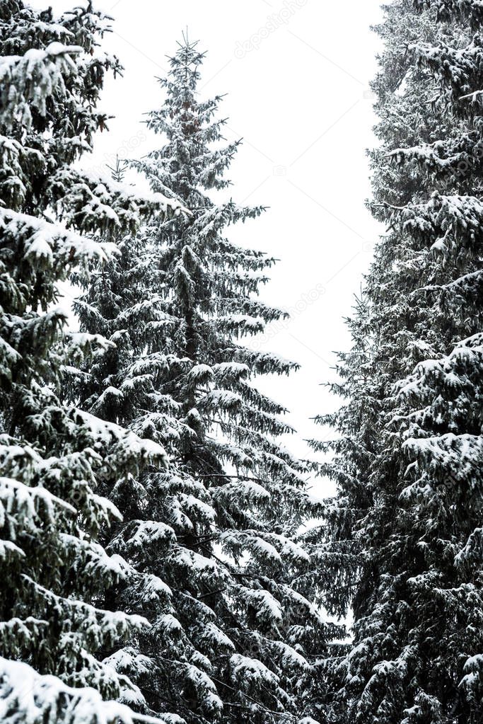 pine trees covered with snow on white sky background