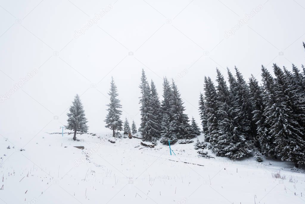 pine trees forest covered with snow on hill with white sky on background