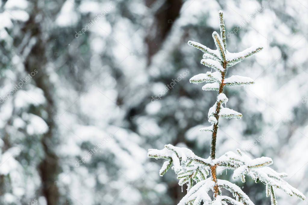 close up view of spruce branches covered with snow