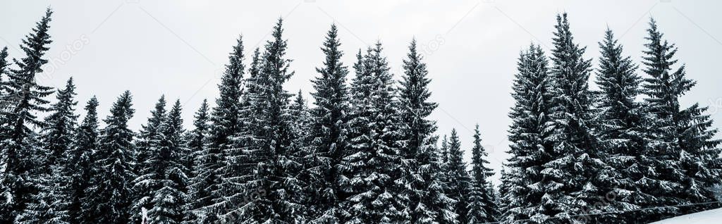 scenic view of pine forest with tall trees covered with snow on hill, panoramic shot