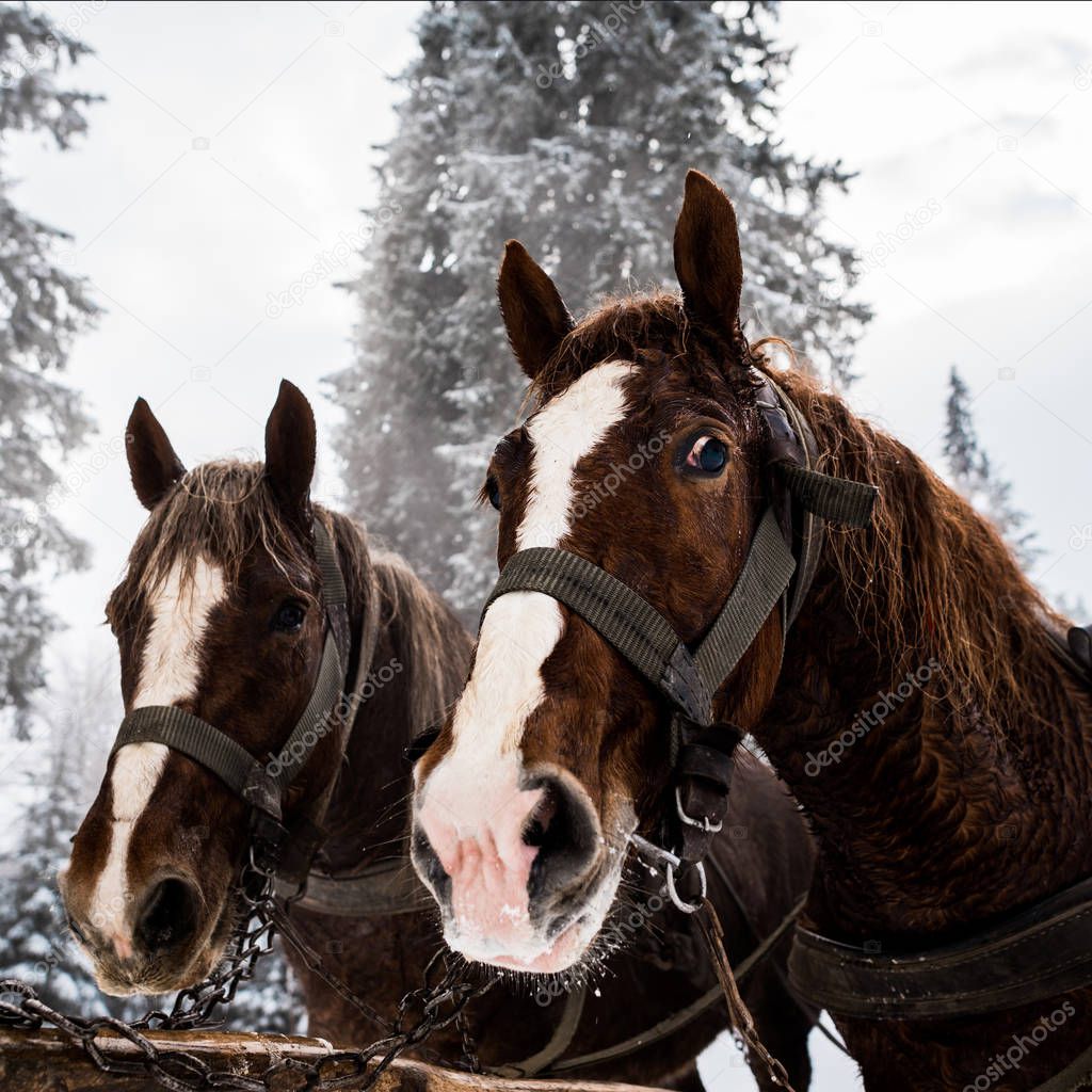 horses with horse harness in snowy mountains with pine trees