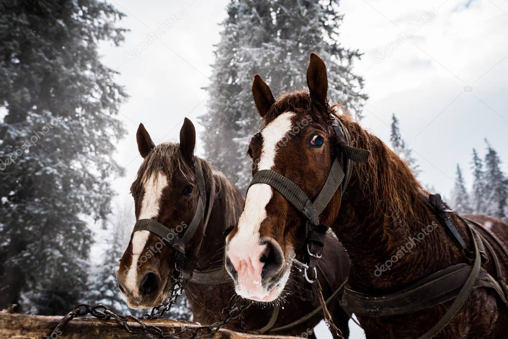 horses with horse harness in snowy mountains with pine trees