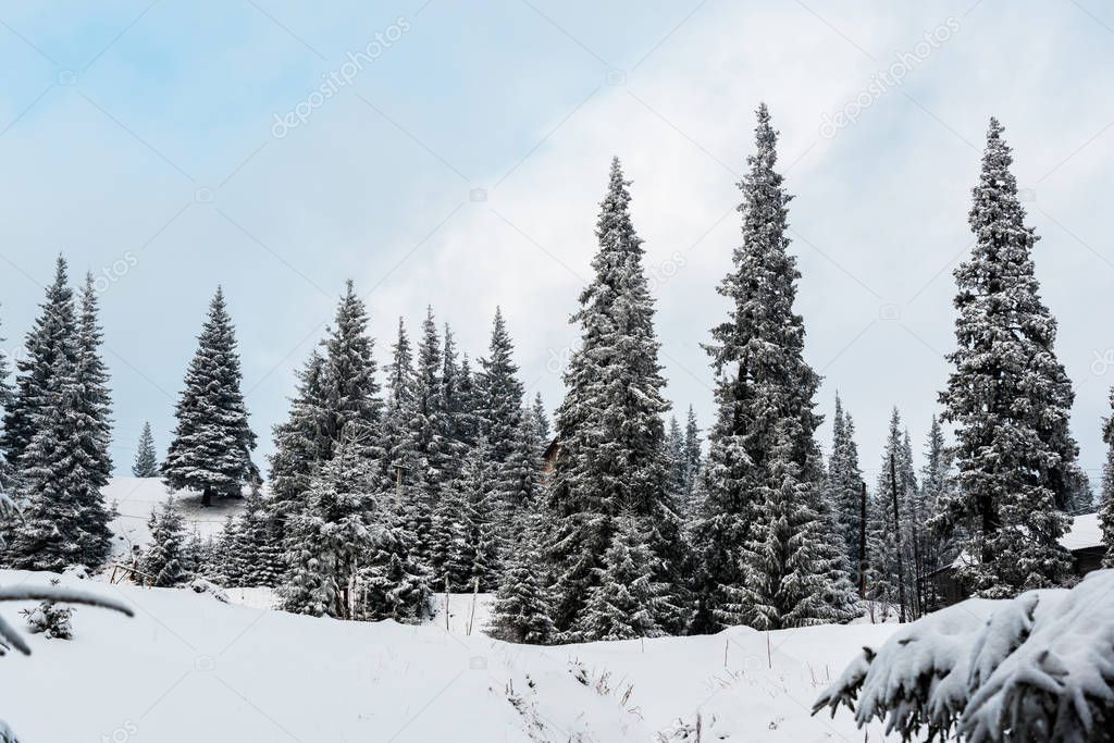 scenic view of pine forest with tall trees covered with snow