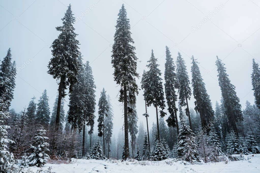 scenic view of pine forest with tall trees covered with snow