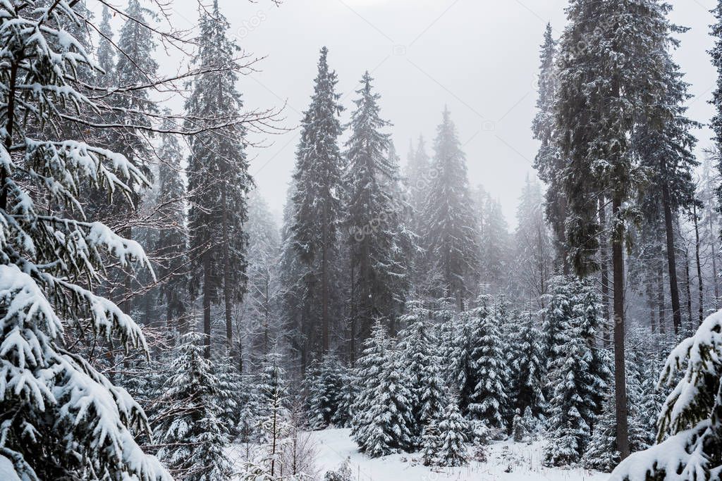 scenic view of pine forest with tall trees covered with snow