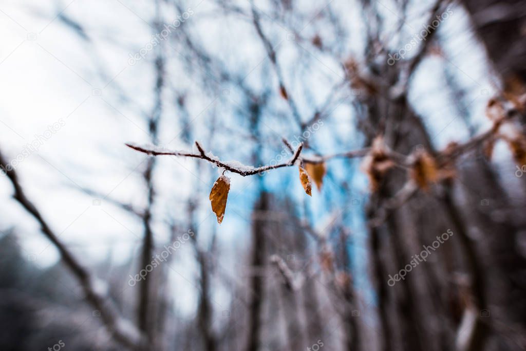 close up view of dry tree branch with leaves and snow