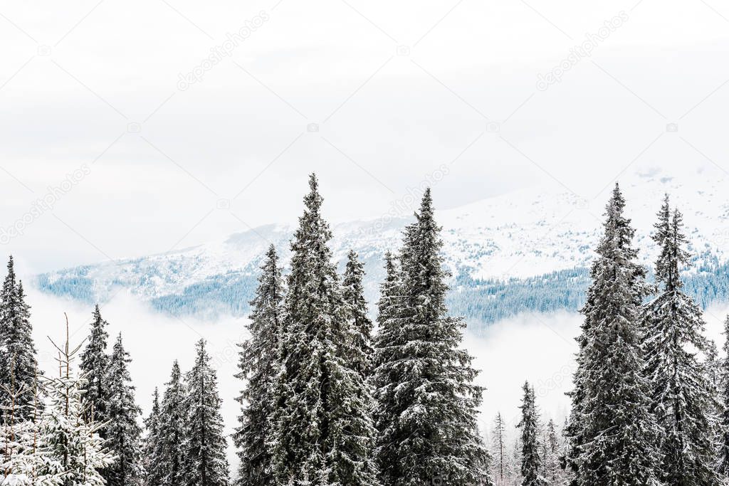 scenic view of snowy mountains with pine trees and white fluffy clouds