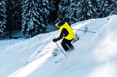 Kask takan sporcu, çamların yanında kar üzerinde kayak yaparken elinde çubuklar tutuyor. 