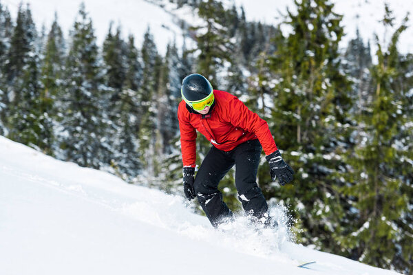 snowboarder in helmet riding on slope near green firs 