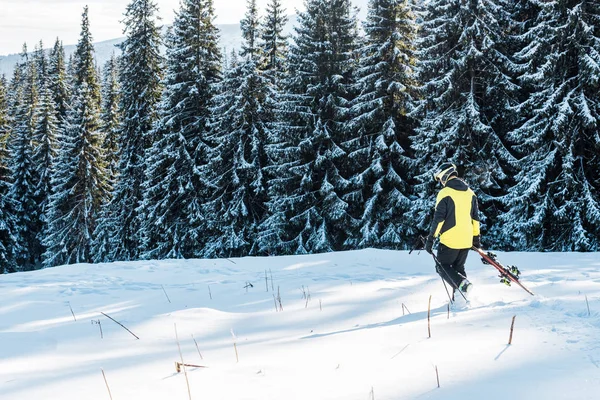 Kayak sopası tutan kayakçı ve çamların yanında kar üzerinde yürüyen 