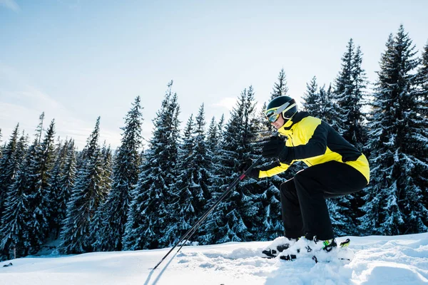 Skiër Helm Skiën Sneeuw Buurt Van Sparren — Stockfoto