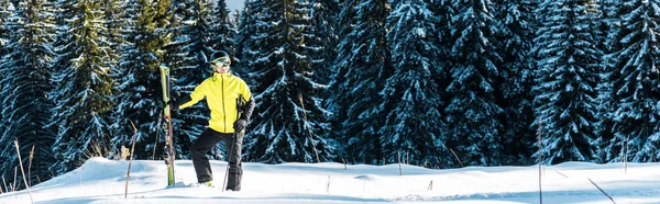 Panoramic shot of skier holding ski sticks and standing on snow near pines — Stock Photo, Image