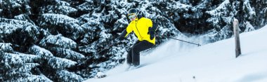 panoramic shot of skier in goggles and helmet holding ski sticks while skiing near firs clipart
